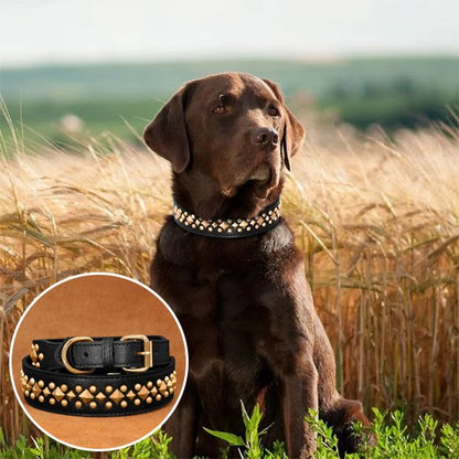 Collier chien | Élégance Clouté