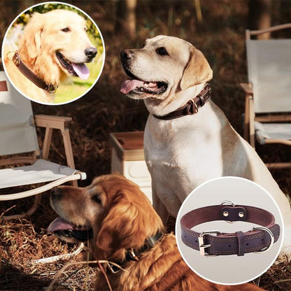Collier chien | Cuir Noble