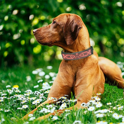 Collier lumineux chien | VisioNight