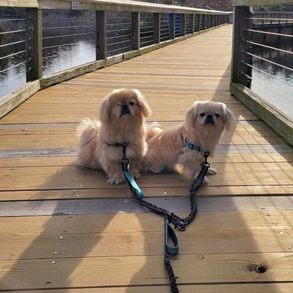 Double laisse pour chien | Twin Walk