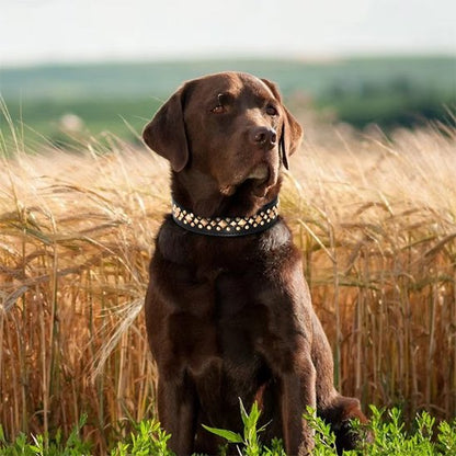 Collier chien | Élégance Clouté
