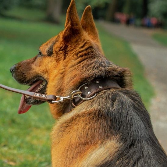 Collier chien | Cuir Noble