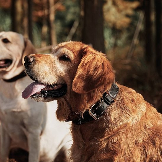 Collier chien | Cuir Noble