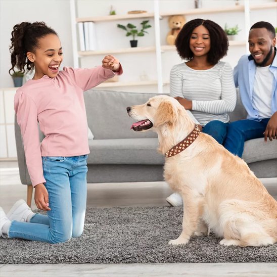 Collier chien | Élégance Clouté