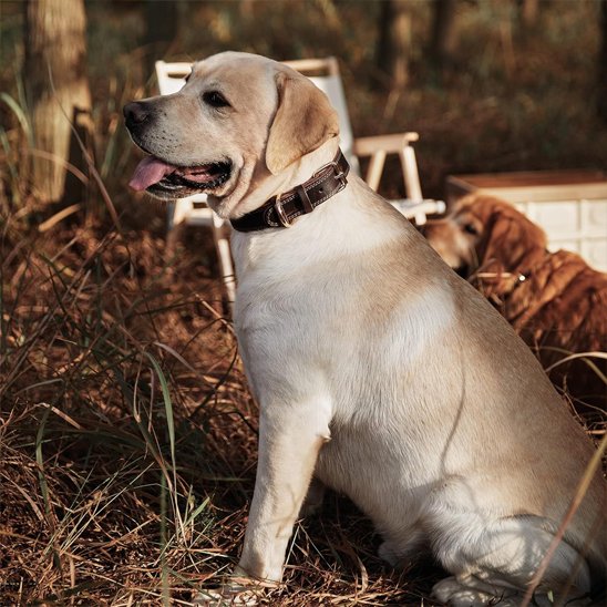Collier chien | Cuir Noble