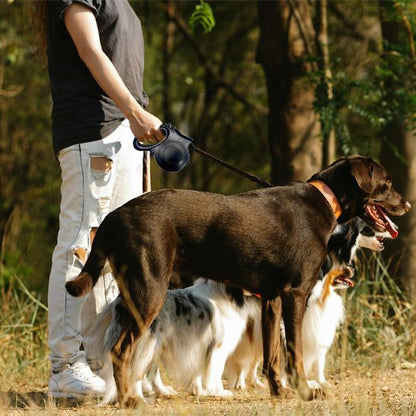 Laisse pour chien | Innovation Lumière
