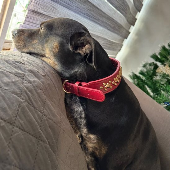 Collier chien | Élégance Clouté
