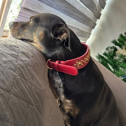 Collier chien | Élégance Clouté